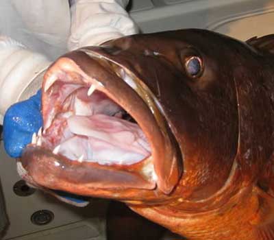 Inside the mouth of a Cubera Snapper showing teeth