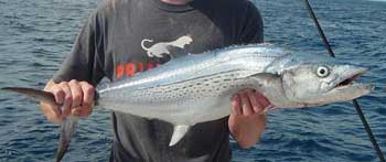 boy holding a nice cero mackerel