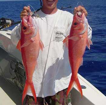 2 Queen Snappers held by a man on a boat