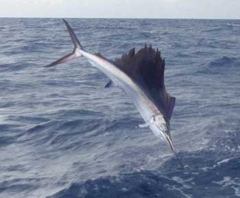 Sailfish out of the water jumping
