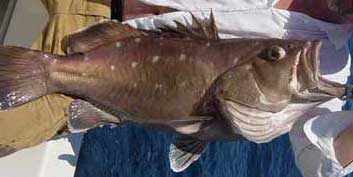 Man holding a snowy grouper