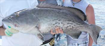 Grey Gag Grouper