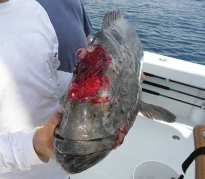 Big Gag Grouper with head wound