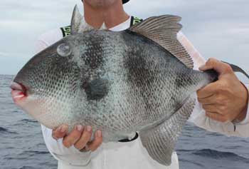 Man holding a big Grey Triggerfish