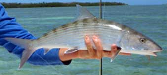 flats guide with bonefish in hand