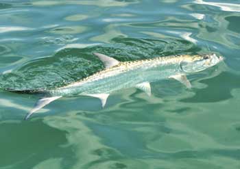 Tarpon in the torquois waters of the keys