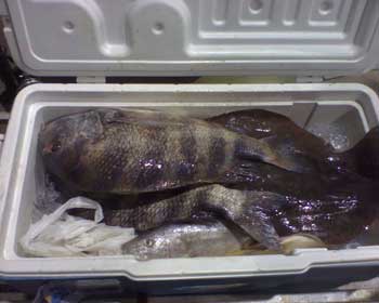 Big sheepshead in a cooler with ice