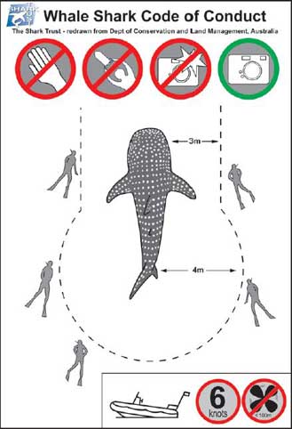 Whale Shark Code of Conduct