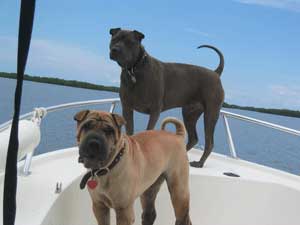 Rocky and Jada on the bow of my Mako boat