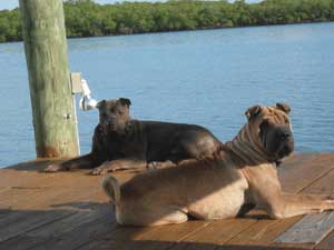 My Shar Pei Dogs on my dock