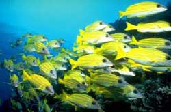 School of bright yellow snappers
