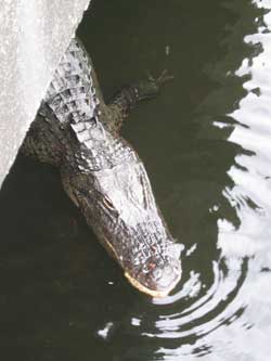 Alligator face