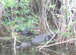 Alligators in canal