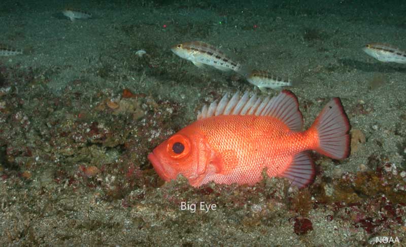 big eye fish in the deep ocean floor