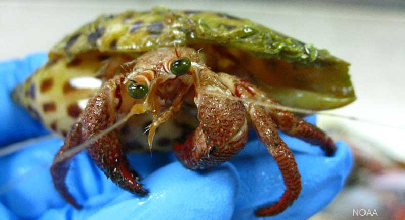 small hermit crab