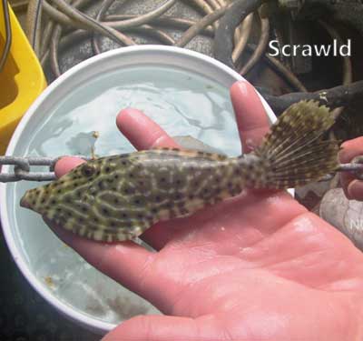 filefish in a hand