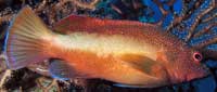 Coney Grouper on reef