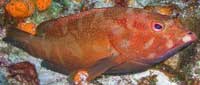 Coney Grouper with red stripes