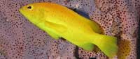 Yellow Coney Grouper