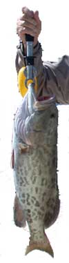 Grouper held by fishing tool