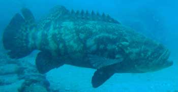Goliath Grouper