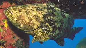 Goliath Grouper on a reef