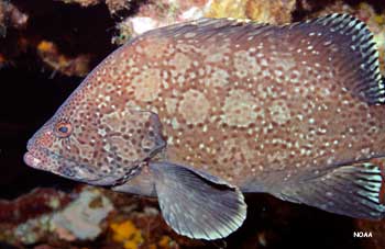marbled grouper on a reef