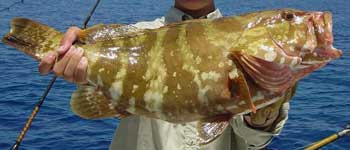 Nasau grouper