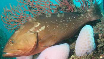 Red Grouper in the water