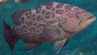 Spots of the Scamp Grouper