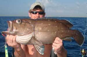 Bloated Snowy grouper