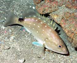 Image of Snowy grouper underwater