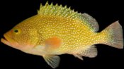 Speckled Hind Grouper