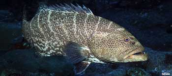 tiger grouper in the water