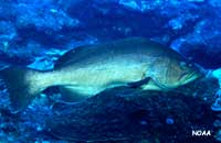 yellowmouth grouper on reef