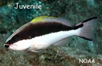 juvenile yellowmouth