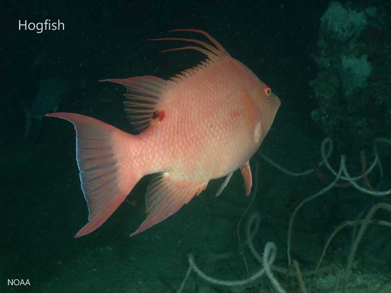 pink hogfish on the sea floor of oculina bank