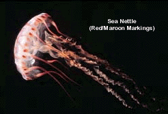 Sea Nettle Jelly Fish