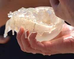 Jelly fish in kids hand