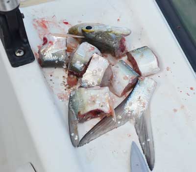 Lady fish cut in chunks for bait with tail near knife
