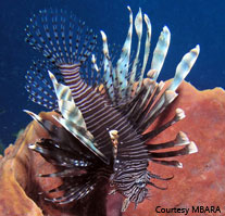 lionfish in the water
