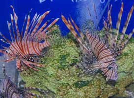 2 lionfish on a colorful reef