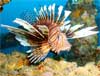 closeup of lionfish on a reef