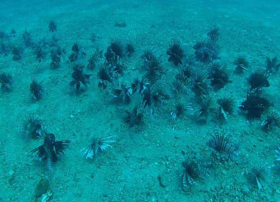 dozens of lionfish on the seafloor