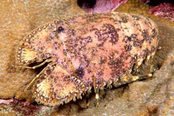 Images of the Sculptured Slipper Lobster in the water