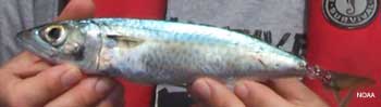 chub mackerel