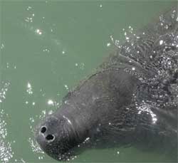Manatee