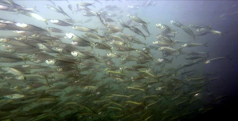 large school of atlantic menhaden