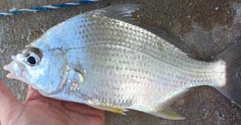 Saltwater Fish Species - South Atlantic, Gulf of Mexico and Caribbean -  Florida Go Fishing