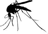 Mosquito